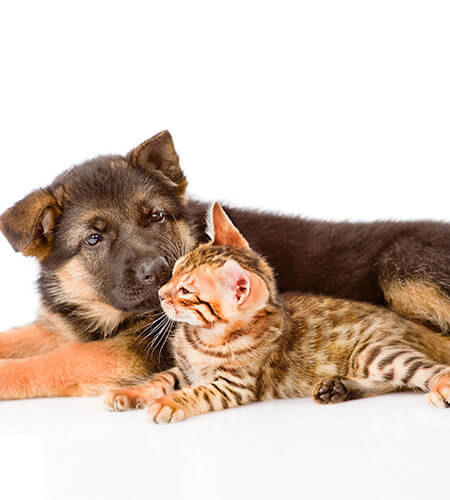 ウィズアニマルクリニック　犬・猫